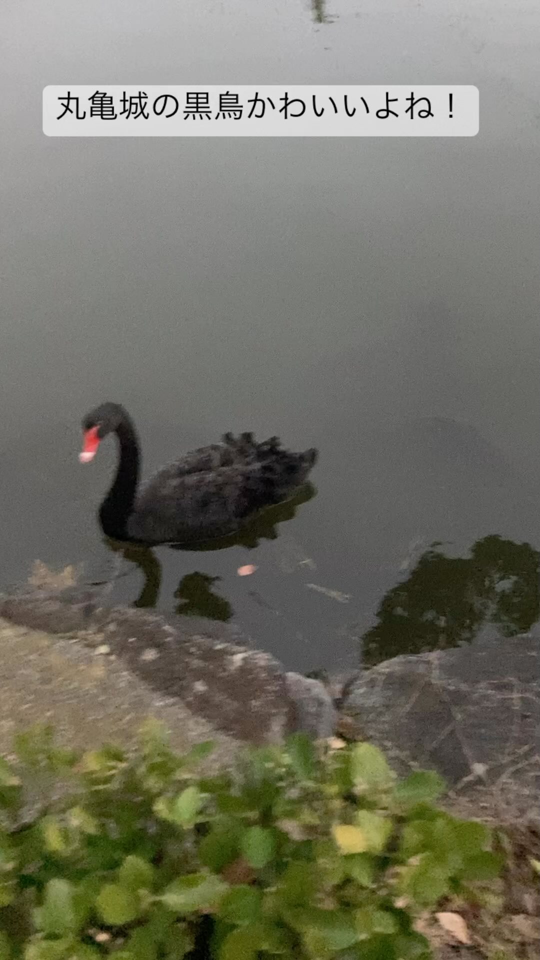 丸亀城の黒鳥はかわいいですよ！

#丸亀城
#丸亀市
#黒鳥
#動物
#鳥
#丸亀市
